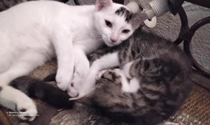 Wunderhübsche Hauskatzenkitten suchen ein neues Heim! Bild 7