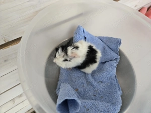 Rosettenmeerschweinchen Junge 