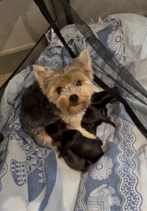 Welpen !!!! Yorkshire 