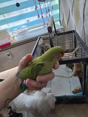 drei super zahme Rosenköpfchen-Küken 