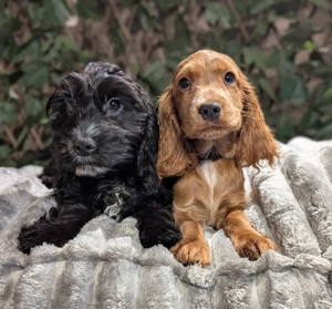 Hübsche Cockapoowelpen  