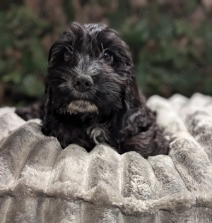 Hübsches Cockapoomädchen  