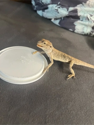 Westliche Bartagame Bild 2