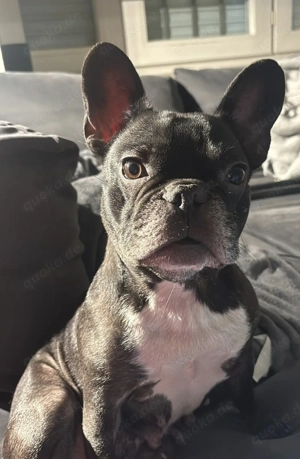 Französische Bulldogge!