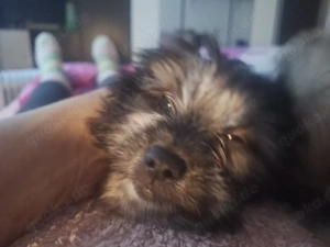 wundervolle geschwister abzugeben 