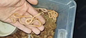 Afrikanische Hausschlangen DNZ25