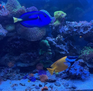 Dori und Fuchsgesicht abzugeben 