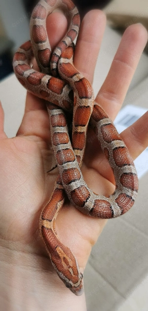 0.1 Microscale het Amel 66% Palmetto, Anery(Scaleless, Micro, Microscaleless)   