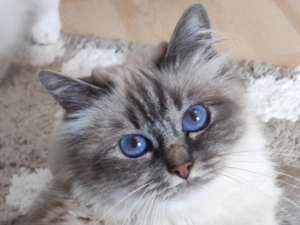 Heilige Birma Schwestern nur gemeinsam, kastr. Stb.