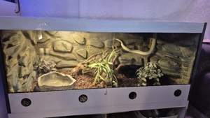 Königspython mit Terrarium 