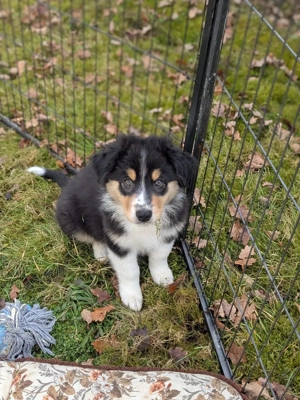 Australian Shepherd  Welpen 