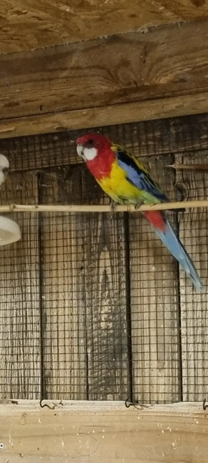 Kanarienvögel, Wellensittiche, täuschen, rosella