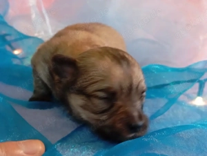 Chihuahua Langhaar Welpen 