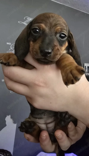 Zwergdackel Welpen 