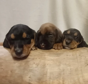 Liebevolle Brackenwelpen