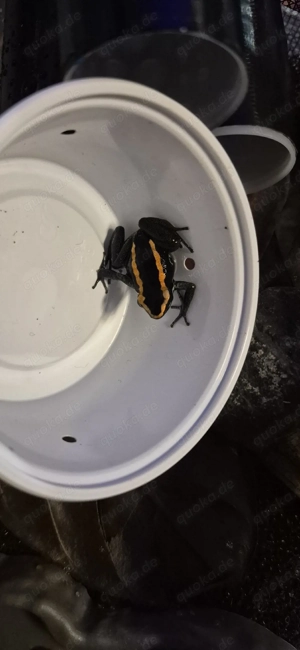 Phyllobates Vittatus 1.0