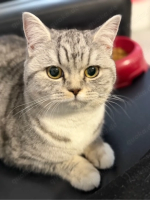 Wunderschöne Britisch Kurzhaar Katze (BKH)   7 Monate   Bella   600  