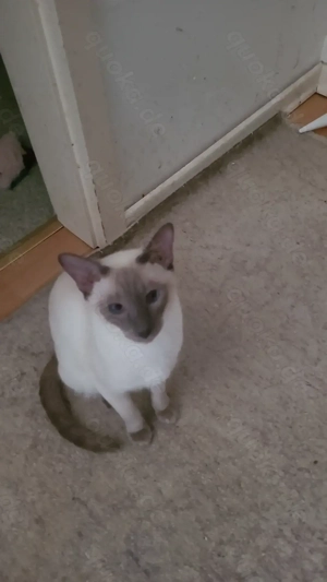 Reinrassige Siamkätzchen 1 Jahre alt mit Stammbaum. 