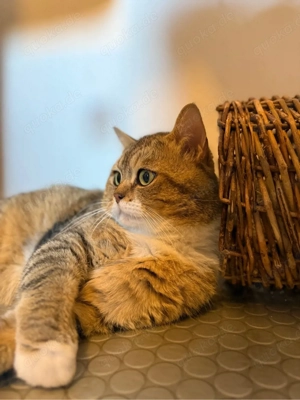 Wunderschöner Britisch Kurzhaar Kater (BKH)   3,5 Jahre   Simba   geimpft