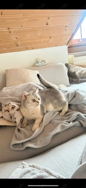 3 Jahre alte, geimpfte Katze sucht neues Zuhause