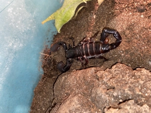 Adulter weiblicher Kaiserskorpion (Pandinus imperator)