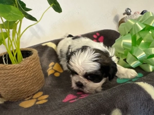 Shihtzu Welpen 