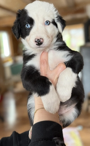 Australien Shepherd -Border Collie Welpen 