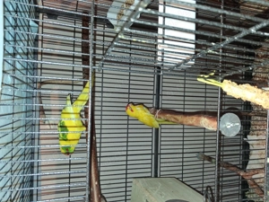 Ziegensittich-Hähne von November 25