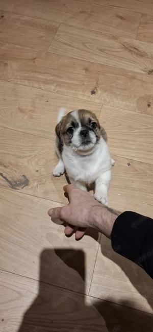 2 kleine Rüden zu verkaufen 