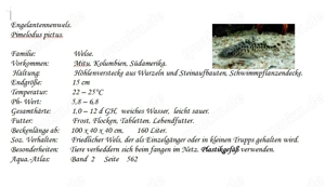 Engelantennenwels Bild 2