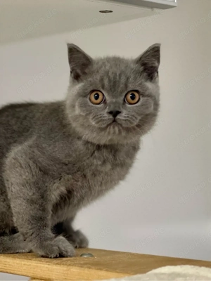 BKH Britisch Kurzhaar Mädchen in Blue