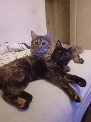 Wir suchen ein Zuhause für Kätzchen.