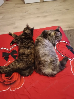 Wir suchen ein Zuhause für Kätzchen. Bild 4