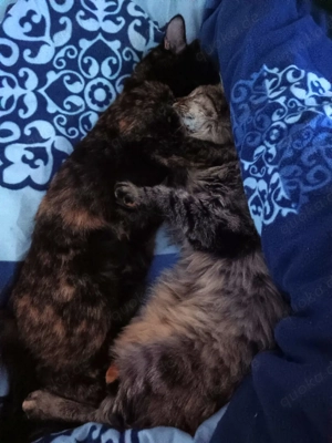 Wir suchen ein Zuhause für Kätzchen. Bild 5