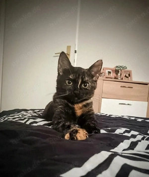 Wir suchen ein Zuhause für Kätzchen. Bild 3