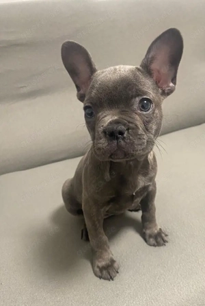 Französische Bulldogge  blue
