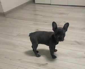 Französische Bulldogge  blue