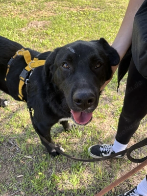 Mischlingsrüde Misha sucht sein Zuhause