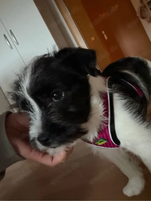 *Süße Mix Hündin abzugeben*