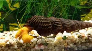 Tylomelania Orange Rabbit Snail