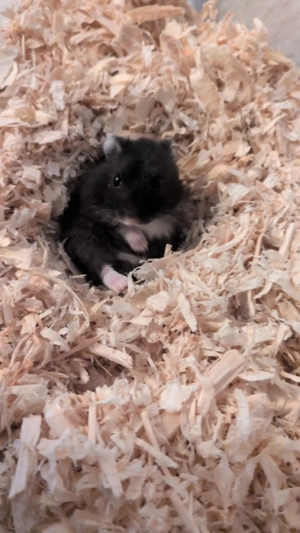    Hamster Freddy sucht ein neues Zuhause mit Nagarium 