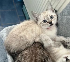 Siam-Bkh und Birma-Bkh Kitten