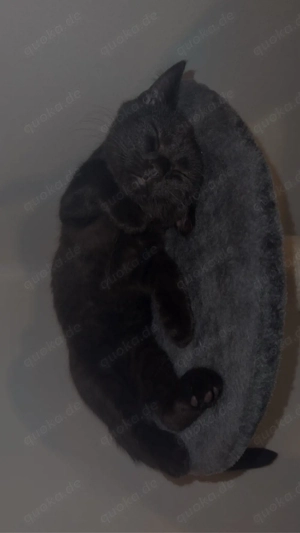 Kater Leo sucht ein neues Zuhause 