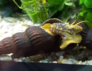 Tylomelania,  Orange Rabbit Snail, sp.yellow spot.