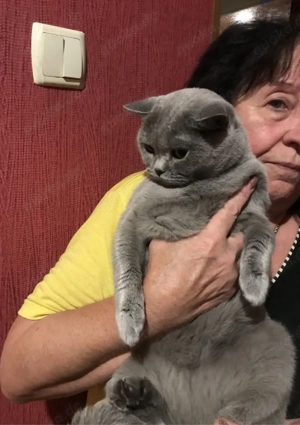 Die 2,5 Jahre alte Katze ist nicht sterilisiert.