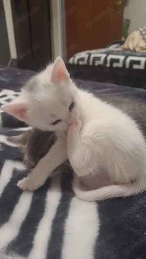 süßer Kater weiß