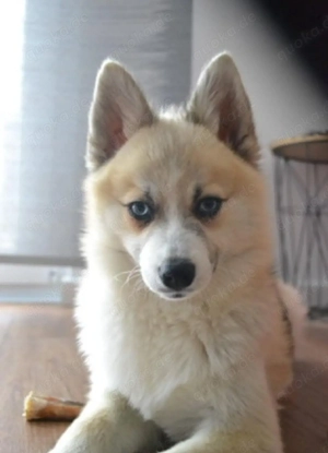 2-jähriger Pomsky Rüde sucht ein liebevolles Zuhause
