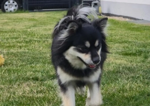 Pomsky Hündin & Pomsky Rüde