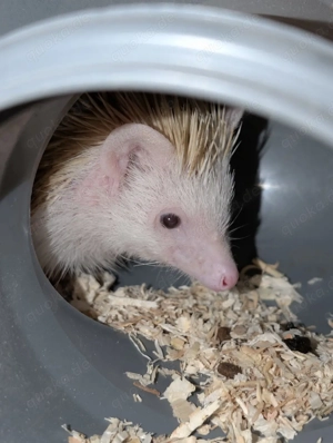 Weißbauchigel in Mädelsgruppe abzugeben