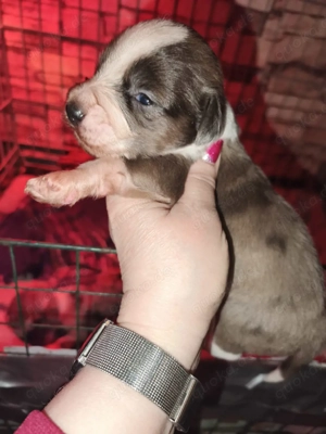 Windshih Welpen Bild 4